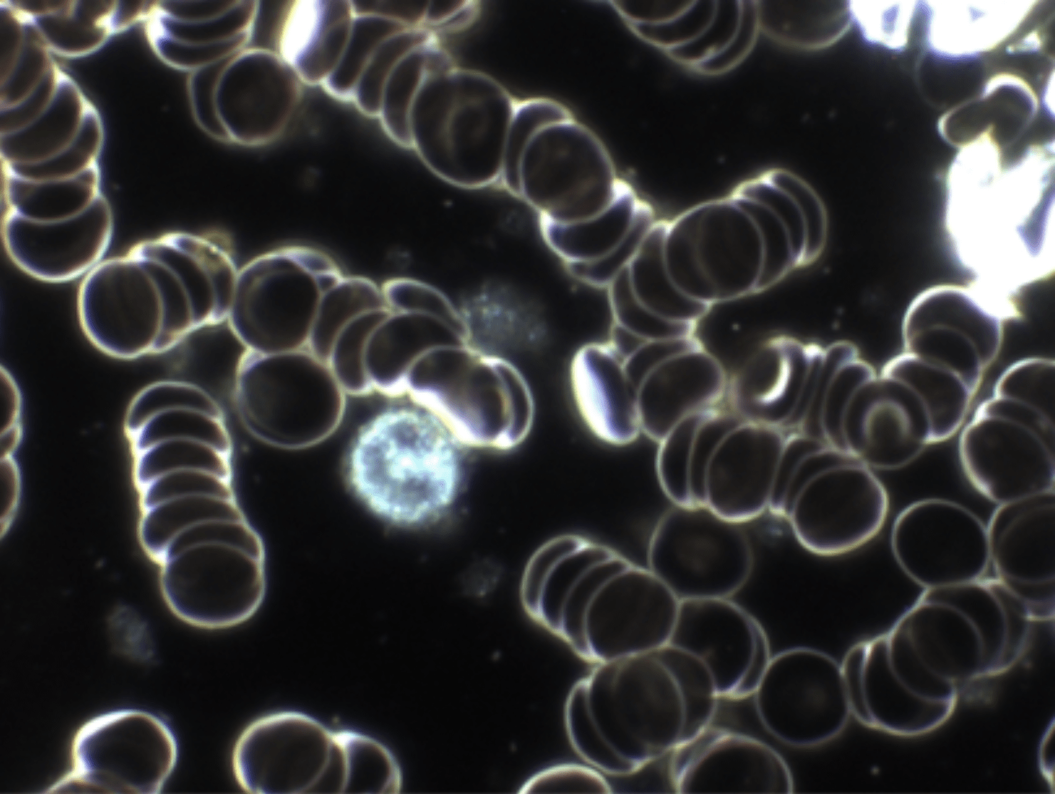 Bildschirmfoto 2025-06-11 um 13.09.56