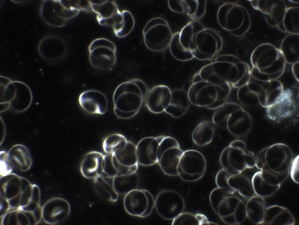 Bildschirmfoto 2025-06-11 um 13.11.11