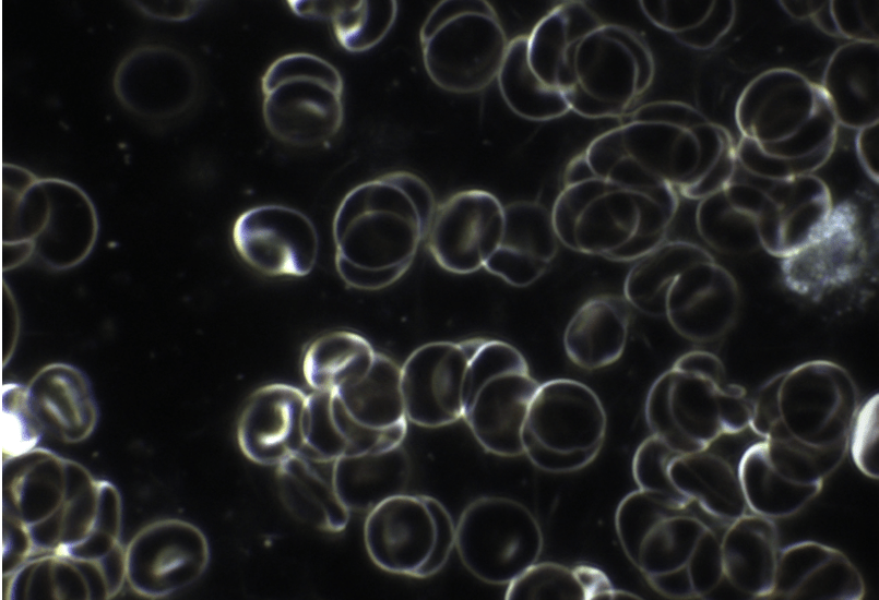 Bildschirmfoto 2025-07-29 um 16.44.18